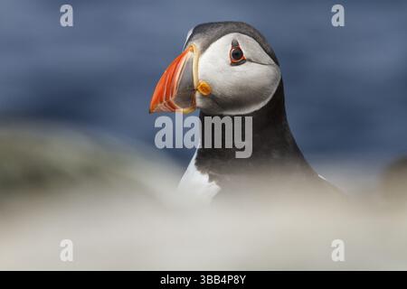 Atlantischer Puffin (Fratercula arctica) Erwachsenenporträt, Farne-Inseln, Vereinigtes Königreich, Europa Stockfoto