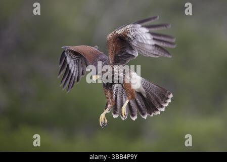 Harris's Hawk (Parabuteo unicinctus) Jugendliche nähern sich, Texas, USA, Nordamerika Stockfoto