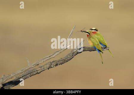 Witkapbijeneter traf auf Verleumdung voor vrouwtj, Weißfrontenbienenfresser mit Libelle für Weibchen Stockfoto