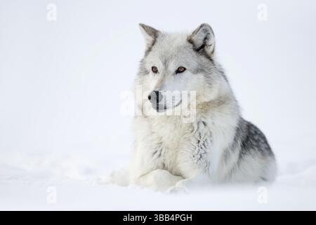 Holzwolf (Canis Lupus lycaon), Erwachsener im Schnee, Yellowstone National Park, Wyoming, USA, Nordamerika Stockfoto