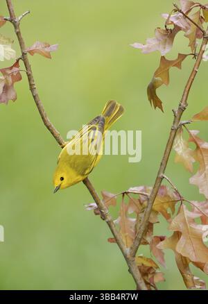 American Yellow Warbler (Setophaga aestiva) thront auf einer Niederlassung in Texas, USA, Nordamerika Stockfoto