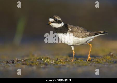 Gemeine Ringelpflaume (Charadrius hiaticula) auf der Suche nach Nahrungsmitteln, Polen, Europa Stockfoto