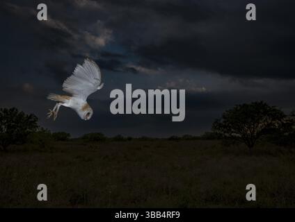 WESTERN Barn Owl (Tyto alba) fliegt, Texas, USA, Nordamerika Stockfoto