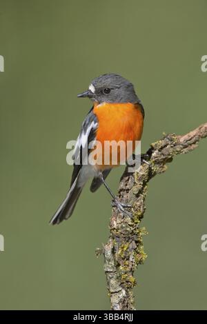 Flame Robin (Petroica phoenicea) männlich, Victoria, Australien, Ozeanien Stockfoto