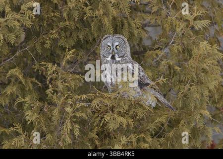 Große graue Eule (Strix nebulosa) in einem Baum, Quebec, Kanada, Nordamerika Stockfoto