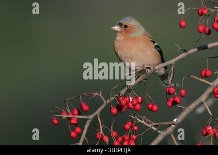 Gemeiner Chaffinch (Fringilla coelebs) männlich auf einem Ast, Andalusien, Spanien, Europa Stockfoto