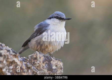 Eastern Rock Nuthatch (Sitta tephronota tephronota) männlich, Armenien, Asien Stockfoto