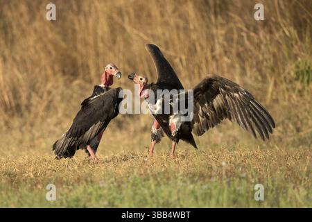 Rotgeier (Sarcogyps calvus), Preah Vihear, Kambodscha, Asien Stockfoto