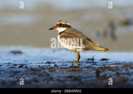 Schwarzfrontdotterel (Elseyornis melanops) juvenile, Victoria, Australien, Ozeanien Stockfoto
