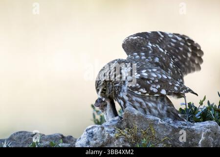Eulen (Athene noctua) fressen Mausebeute, Andalusien, Spanien, Europa Stockfoto