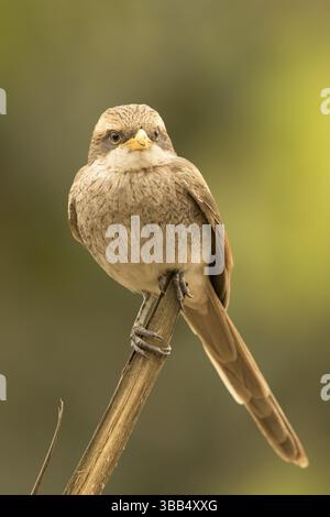 Gelbschnabelgarnchen (Corvinella corvina), Gambia, Afrika Stockfoto