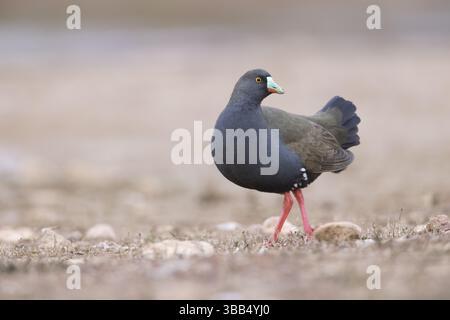 Schwarzschwanz Nativehen (Tribonyx ventralis), New South Wales, Australien, Ozeanien Stockfoto