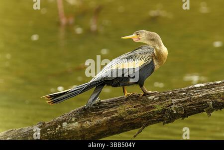 Weiblicher amerikanischer Schlangenhalsvogel (Anhinga anhinga) Stockfoto