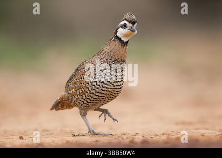 Northern Bobwhite (Colinus virginianus) männlich, Texas, USA, Nordamerika Stockfoto