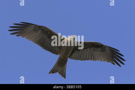 Schwarzmilan, lat. Milvus migrans migrans, Altvogel segelt am blauen Himmel Stockfoto
