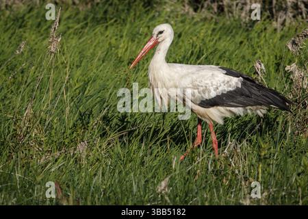 Weißstorch (Ciconia ciconia), auf dem Feld, Galicien, Spanien, Europa Stockfoto