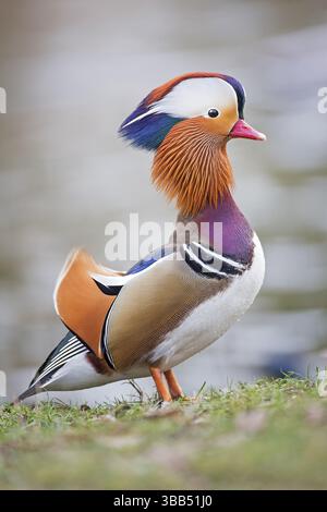 Mandarinente (Aix galericulata) männlich, Sachsen-Anhalt, Deutschland, Europa Stockfoto