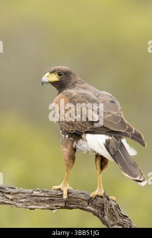 Harris's Hawk (Parabuteo unicinctus) juvenile, Texas, USA, Nordamerika Stockfoto