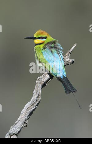Regenbogenbienenfresser (Merops ornatus) auf einem Zweig, Südaustralien, Australien, Ozeanien Stockfoto