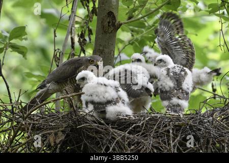 Eurasischer Sparrowhawk (Accipiter nisus) Weibchen mit Küken im Nest, Nordrhein-Westfalen, Deutschland, Europa Stockfoto