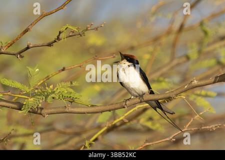 Drahtschwalbe (Hirundo smithii) singend, Lake Baringo, Kenia, Afrika Stockfoto