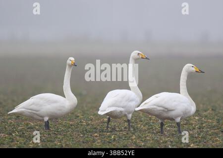 Singschwan (Cygnus cygnus) Dreiergruppe, Nordrhein-Westfalen, Deutschland, Europa Stockfoto