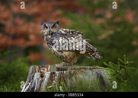 Eurasische Adlereule, Bubo Bubo, sitzend auf dem Baumstamm, Wildtierfoto im Wald mit orangen Herbstfarben, Deutschland. Vogel im Wald, zuerst Stockfoto