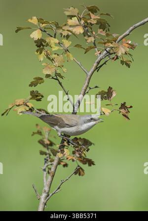 Kleiner Whitethroat (Sylvia curruca) auf einem Zweig, Aostatal, Italien, Europa Stockfoto