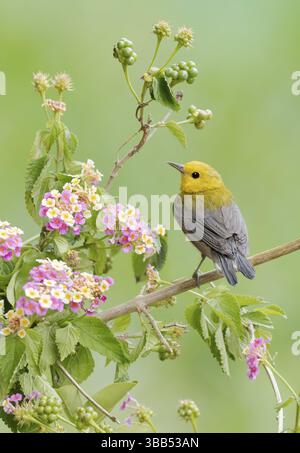 Prothonotarienbarren (Protonotaria citrea) auf einem Zweig, Texas, USA, Nordamerika Stockfoto