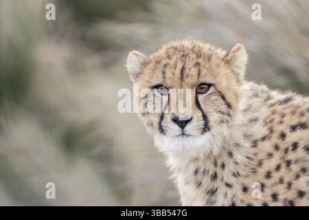 Gepard (Acinonyx jubatus) unreifes Porträt, Kastilien-La Mancha, Spanien, Europa Stockfoto