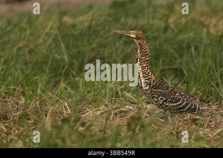 Rufescent Tigerreiher (Tigrisoma lineatum) Jungfische, die auf dem Boden thront, Los Llanos, Venezuela, Südamerika Stockfoto