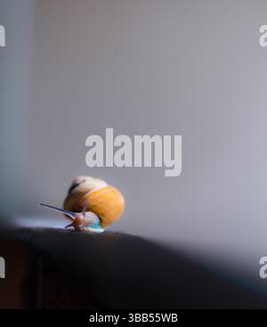 Nahaufnahme Porträts einer Schnecke Stockfoto