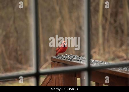 Ein lebhafter männlicher Nordkardinal sitzt auf einem Deckgeländer, bedeckt mit Sonnenblumenkernen, das an einem regnerischen Tag durch ein Fenster gefangen wird. Stockfoto