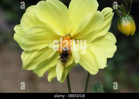 Die Honigbiene APIs mellifera ernährt sich von einer gelben Blume Dahlia Pinnata cav Stockfoto
