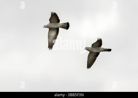 Stock Dove (Columba oenas) Paar im Flug, Kastilien-La Mancha, Spanien, Europa Stockfoto