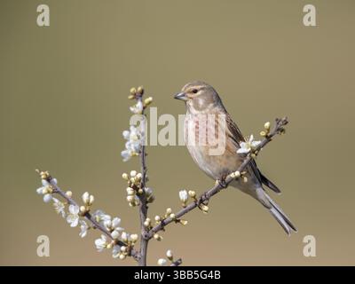Common Linnet (Linaria cannabina) männlich, Vereinigtes Königreich, Europa Stockfoto