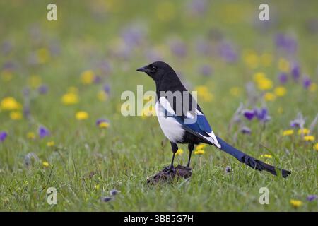 Eurasische Elster (Pica pica) auf der Suche nach blühender Grassteppe, Hovsgol-See, Mongolei, Asien Stockfoto