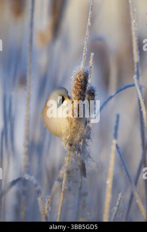 Bärtiger Reedling (Panurus biarmicus), männliche Fütterung von Weltschwanzsamen, Thüringen, Deutschland, Europa Stockfoto