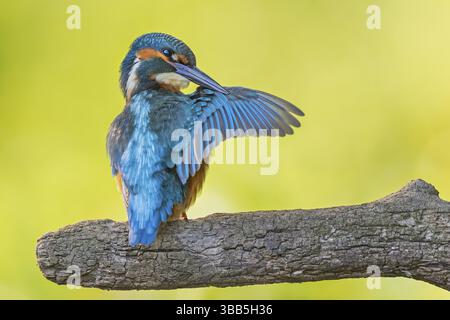 Gemeiner Eisvogel (Alcedo atthis), männlich auf einem Ast, Sachsen-Anhalt, Deutschland, Europa Stockfoto