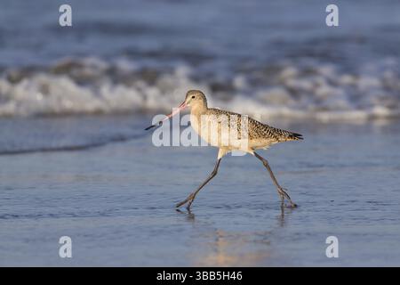 Marmorierter Godwit (Limosa fedoa), der sich an der Küste in Kalifornien, USA und Nordamerika auf Nahrungssuche macht Stockfoto