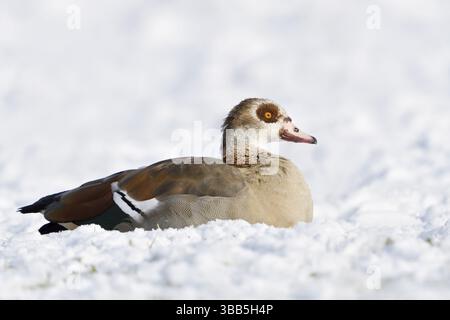 Ägyptische Gans (Alopochen aegyptiaca) auf verschneiten Feldern, Nordrhein-Westfalen, Deutschland, Europa Stockfoto