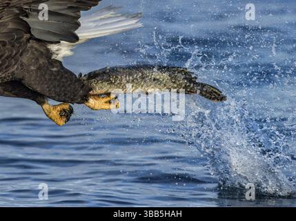Weißkopfseeadler (Haliaeetus leucocephalus) fangen Fische, Alaska, USA, Nordamerika Stockfoto