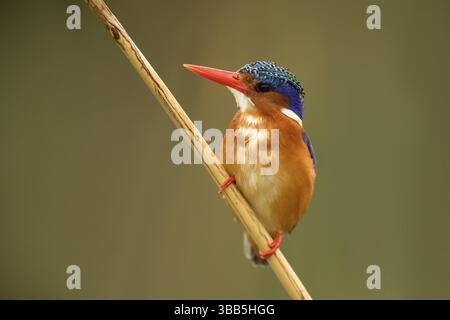 Malachit-Eisvogel (Corythornis cristatus), Hawassa-See, Äthiopien, Afrika Stockfoto