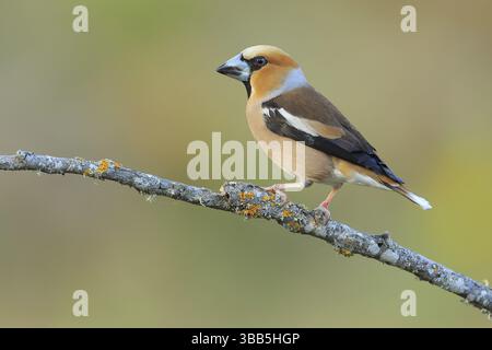 Hawfinch (Coccothraustes coccothraustes) männlich auf Flechtenzweig, Andalusien, Spanien, Europa Stockfoto