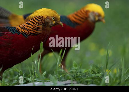 Goldener Fasan (Chrysolophus pictus) Männchen auf der Suche, Shanxi, China, Asien Stockfoto