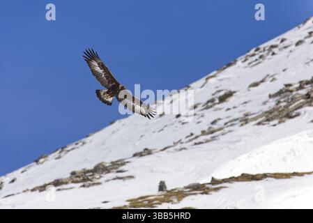 Goldenadler (Aquila chrysaetos) Jugendflieger, Wallis, Schweiz, Europa Stockfoto