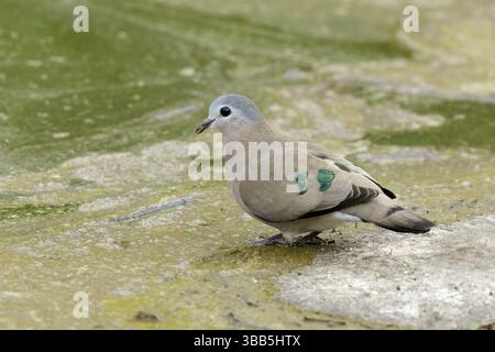 Smaragdvlekduif, Smaragdfleckige Holztaube, Turtur-Chalkospilos Stockfoto