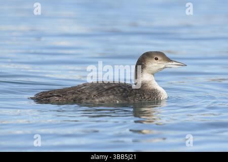 Great Northern Loon (Gavia immer), Alaska, USA, Nordamerika Stockfoto
