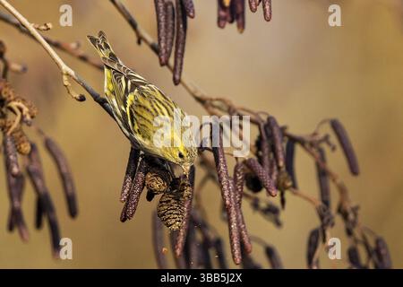 Eurasisches Siskin (Spinus spinus) Weibchen auf einem Ast, ernährt sich von Erlensamen, Baden-Württemberg, Deutschland, Europa Stockfoto