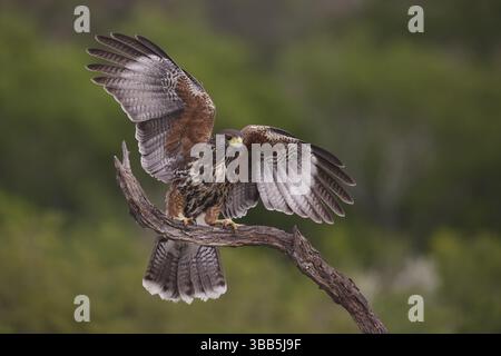 Harris's Hawk (Parabuteo unicinctus) Jungtiere landeten auf einer Niederlassung in Texas, USA, Nordamerika Stockfoto